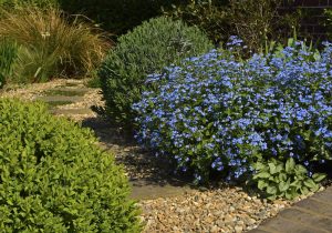 Front Garden — DSC0900_01 300x210 1