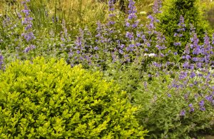 Front Garden — DSC1213 1 300x195 1