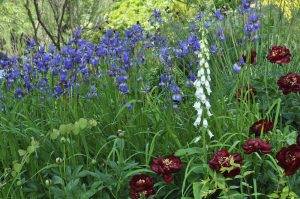 Front Garden — Ringwood Avenue 09 2014 300x199 1