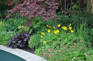 Woodland Garden — Woodland planting 1 300x199 1
