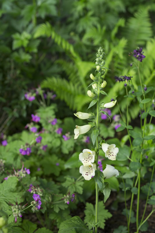 Woodland Garden — east finchley garden design 1189578 s 1