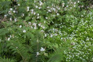 Woodland Garden — east finchley garden design 1189590 s 1 300x200 1