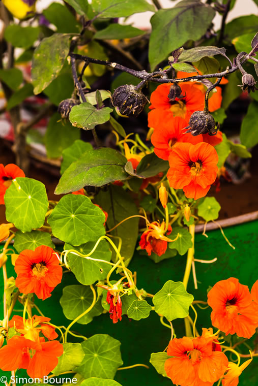 RHS Garden Chelsea Flower Show 2019 — garden design CAMFED Garden Details 02 Chelsea London 2019 small jilayne rickards