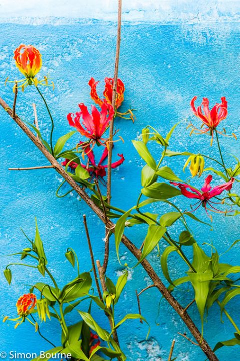 RHS Garden Chelsea Flower Show 2019 — garden design CAMFED Garden Details 03 Chelsea London 2019 small jilayne rickards 480x720 1