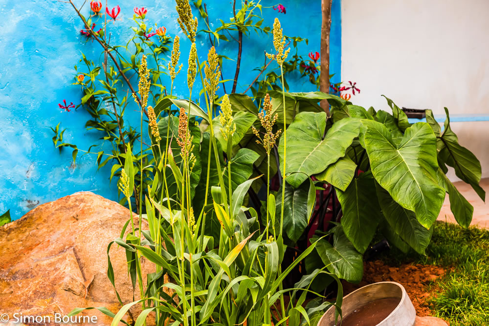 RHS Garden Chelsea Flower Show 2019 — garden design CAMFED Garden Details 10 Chelsea London 2019 small jilayne rickards