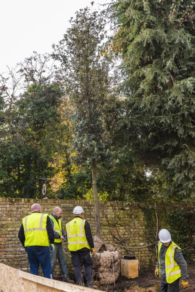 Tree Installation