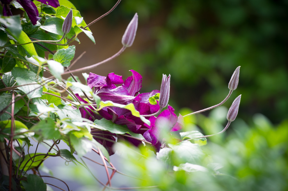 Shady Garden – featured by Houzz