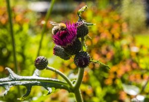 Wildlife Garden — wildlife garden great missenden jilayne rickards bee 01 buckinghamshire 2017 1280 300x206 1