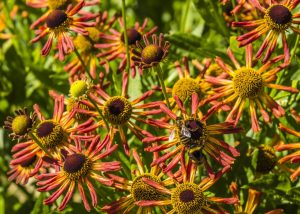 Wildlife Garden — wildlife garden great missenden jilayne rickards bee 02 buckinghamshire 2017 1280 300x214 1
