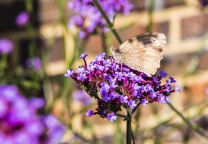 Wildlife Garden — wildlife garden great missenden jilayne rickards butterfly 01 buckinghamshire 2017 1280 300x207 1