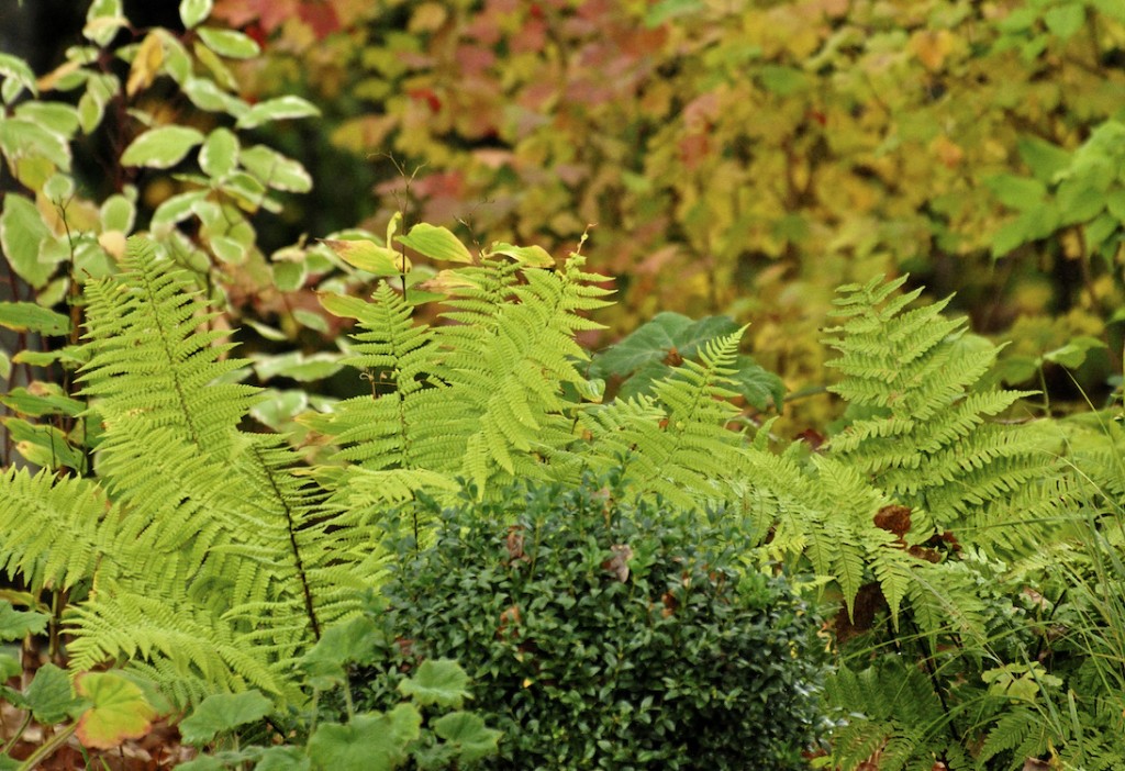 Jilayne Rickards Cornwall Garden Designer