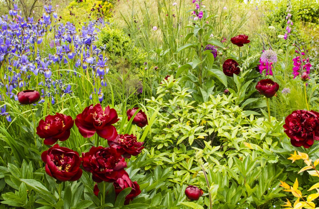 Jilayne Rickards Cornwall Garden Designer