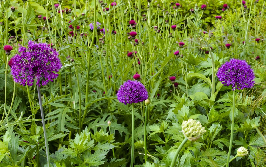Jilayne Rickards Cornwall Garden Designer