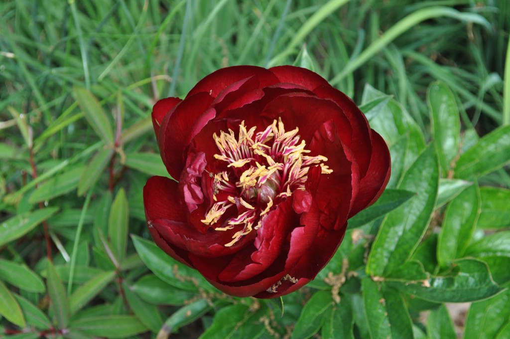 Jilayne Rickards Cornwall Garden Designer