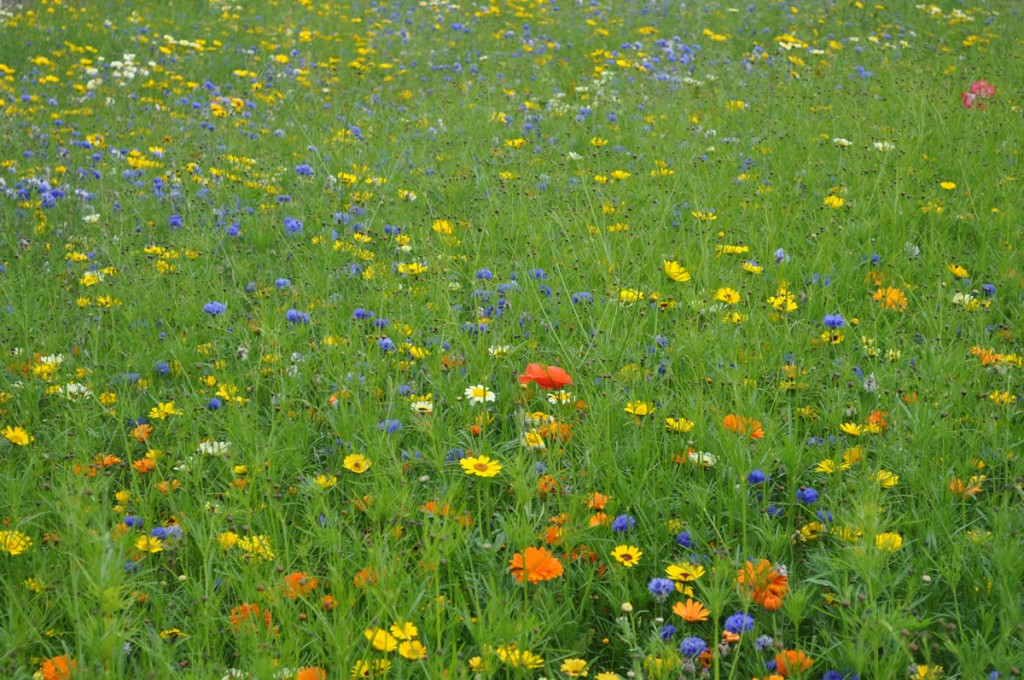 Jilayne Rickards Cornwall Garden Designer