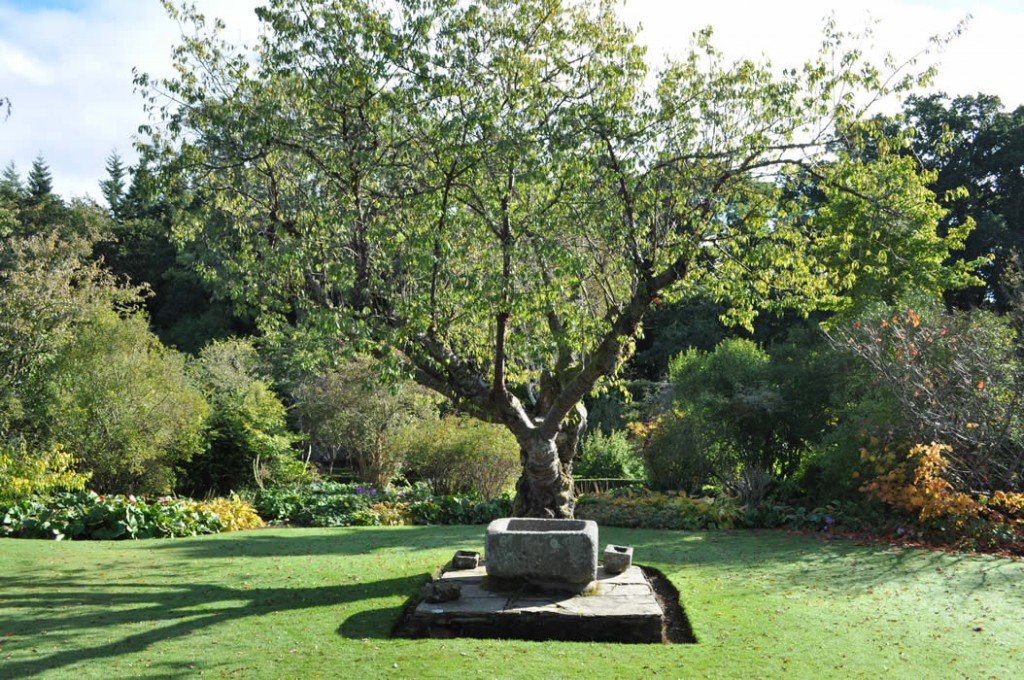 Jilayne Rickards Cornwall Garden Designer