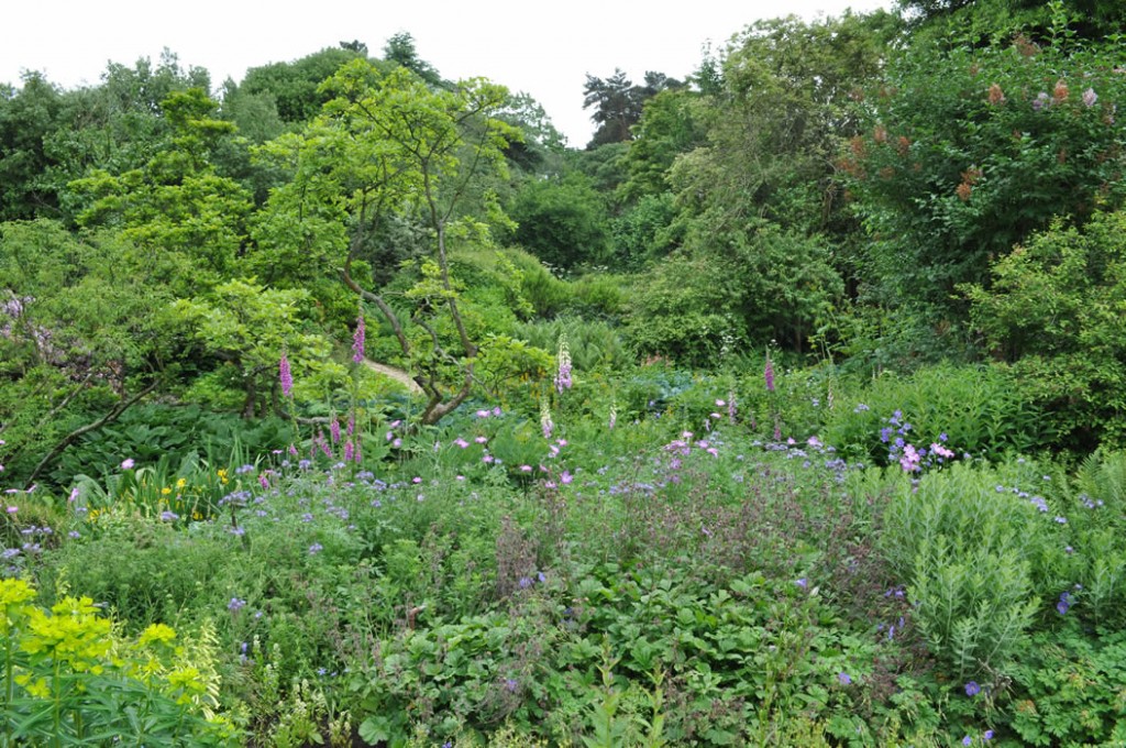 Jilayne Rickards Cornwall Garden Designer