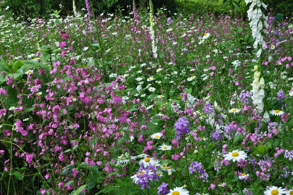 Jilayne Rickards Cornwall Garden Designer