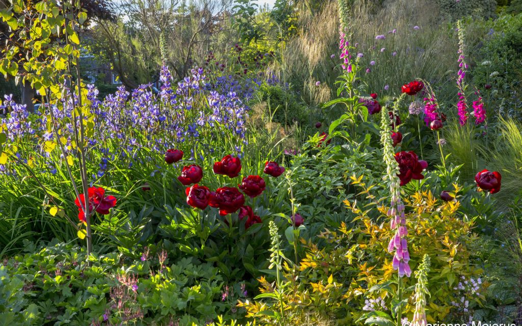 Jilayne Rickards Cornwall Garden Designer
