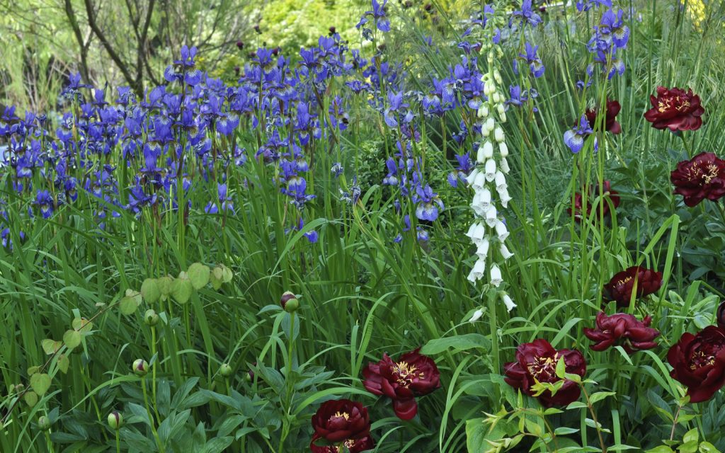 Jilayne Rickards Cornwall Garden Designer