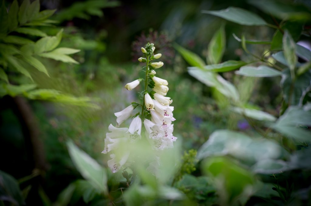 Jilayne Rickards Cornwall Garden Designer