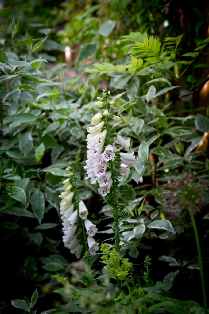 Jilayne Rickards Cornwall Garden Designer