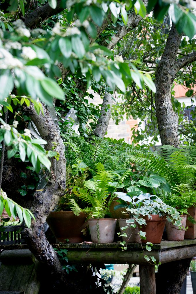 Jilayne Rickards Cornwall Garden Designer