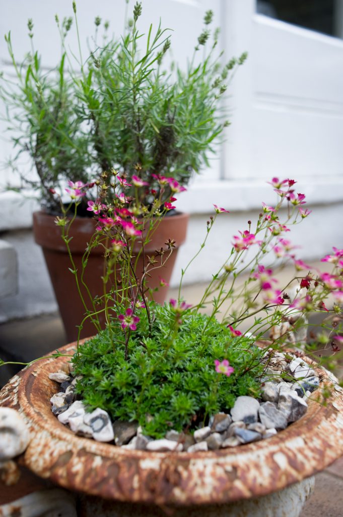 Jilayne Rickards Cornwall Garden Designer