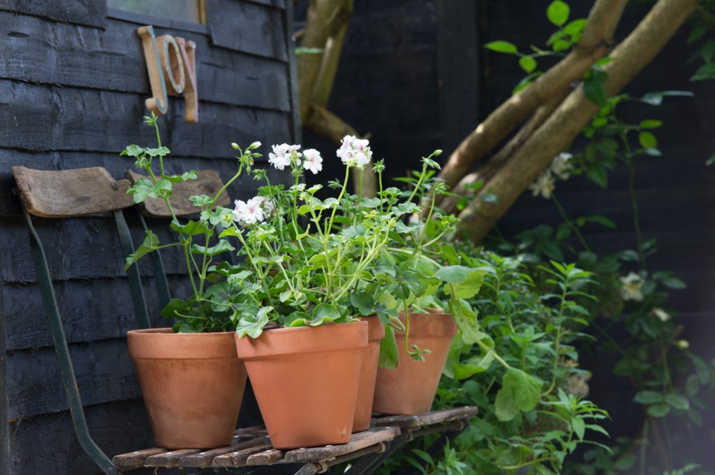 Jilayne Rickards Cornwall Garden Designer