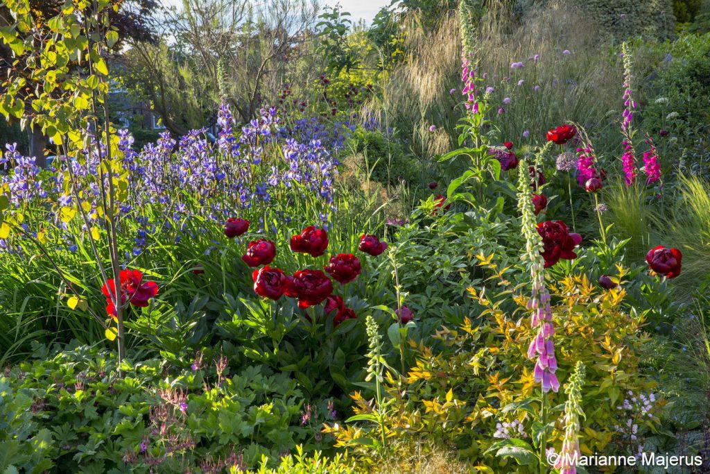 Jilayne Rickards Cornwall Garden Designer