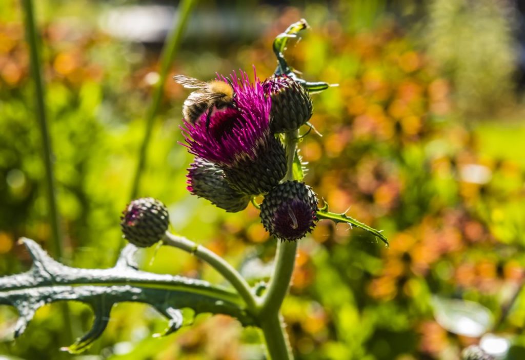 Jilayne Rickards Cornwall Garden Designer