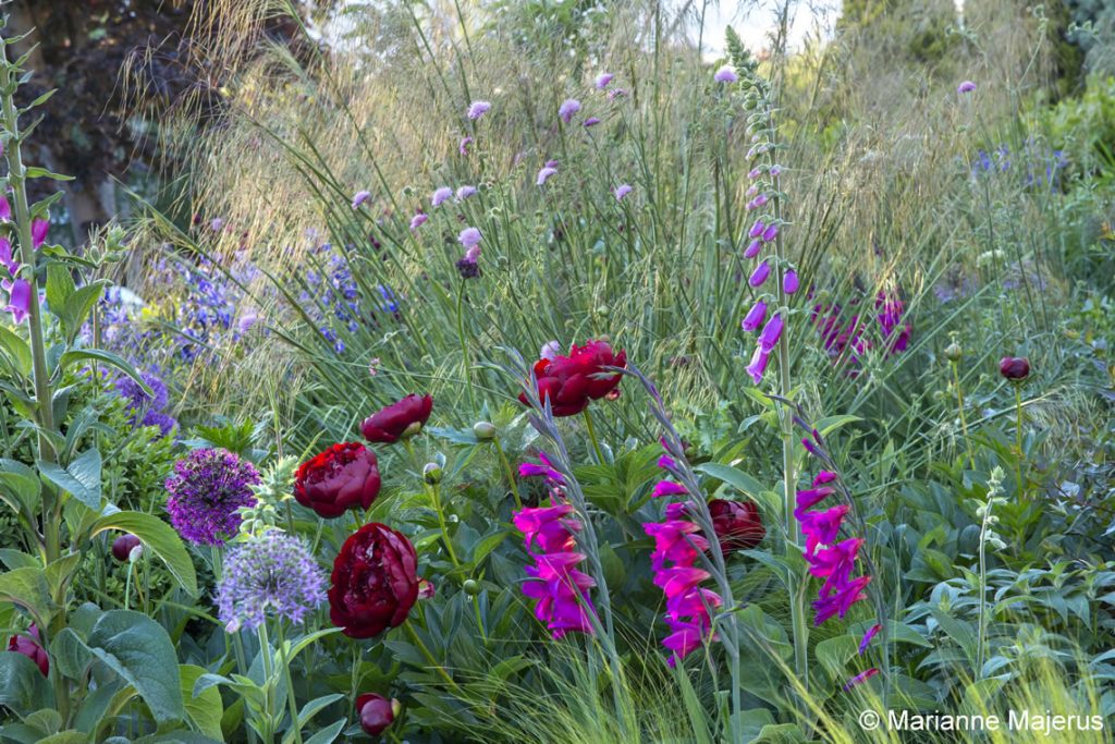 Jilayne Rickards Cornwall Garden Designer