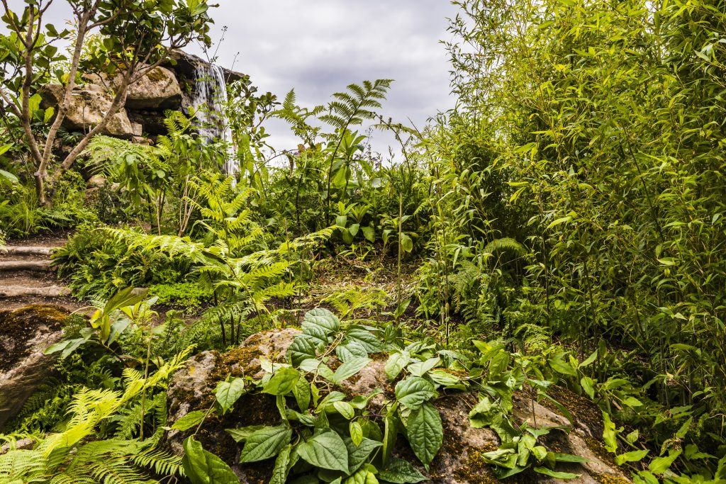 Jilayne Rickards Cornwall Garden Designer
