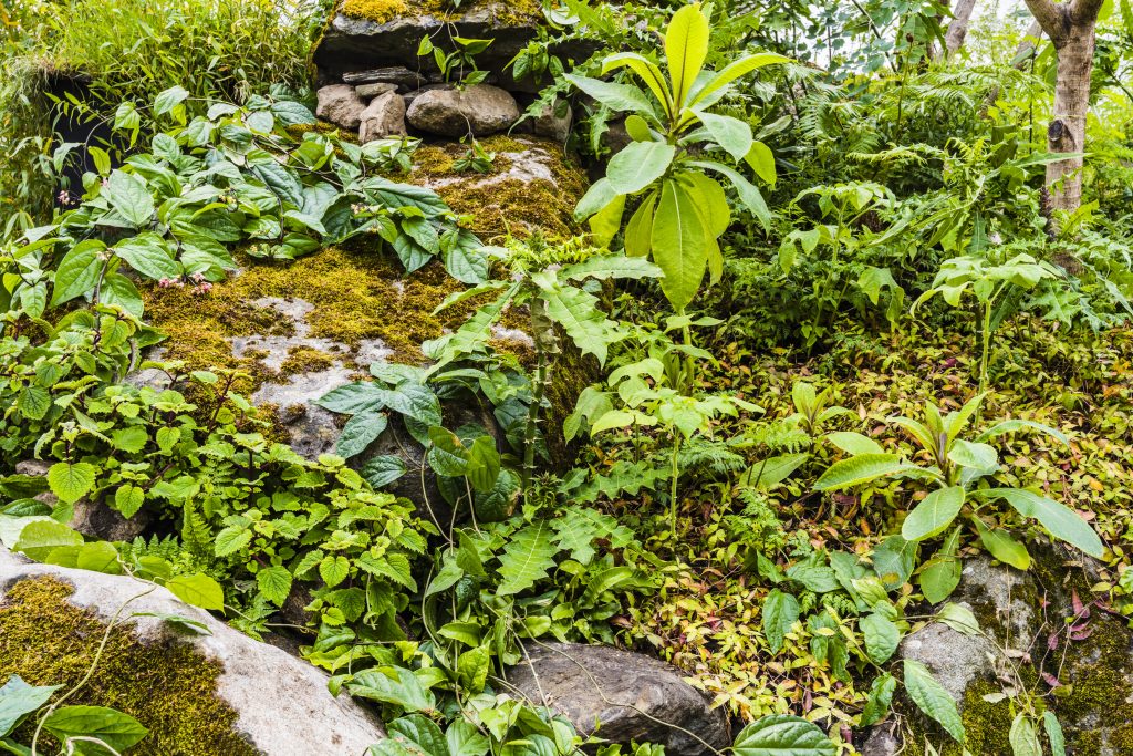 Jilayne Rickards Cornwall Garden Designer