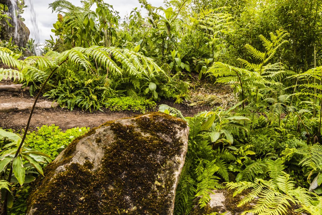 Jilayne Rickards Cornwall Garden Designer