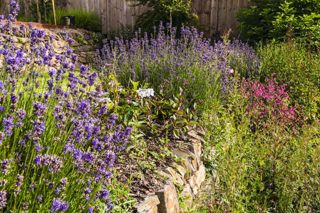 Jilayne Rickards Cornwall Garden Designer