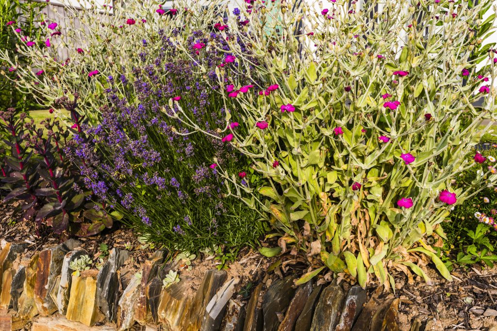 Jilayne Rickards Cornwall Garden Designer
