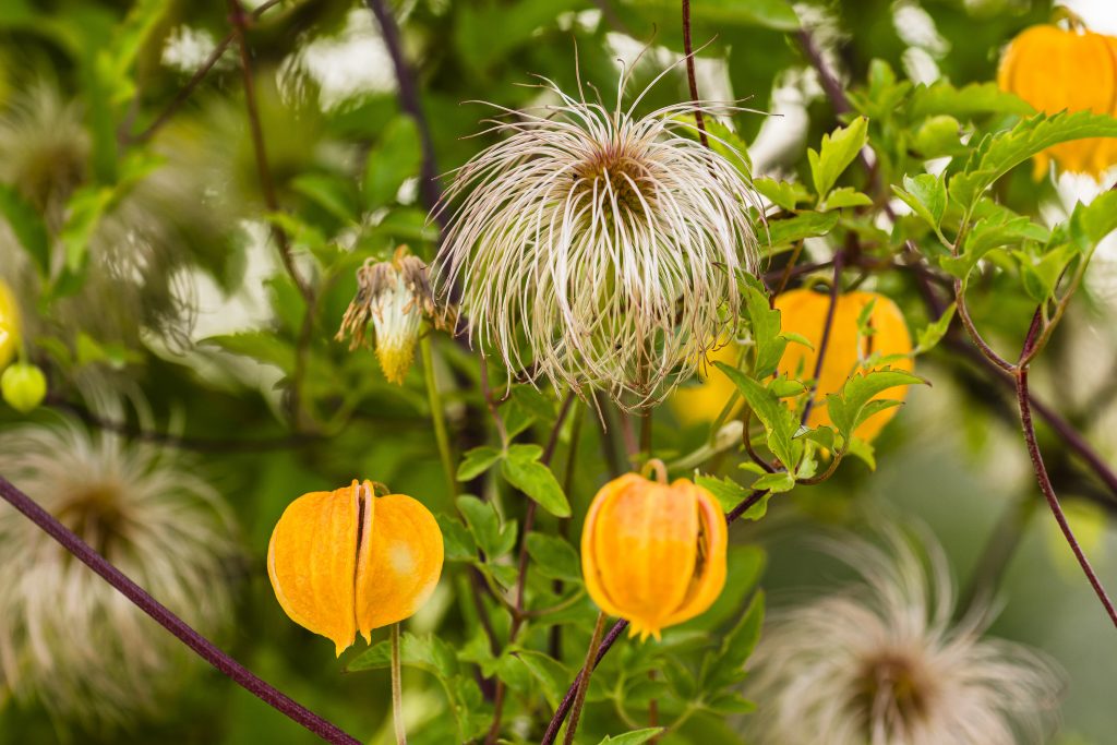 Jilayne Rickards Cornwall Garden Designer