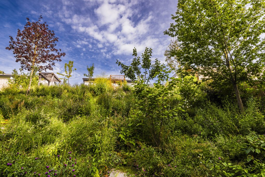 Jilayne Rickards Cornwall Garden Designer