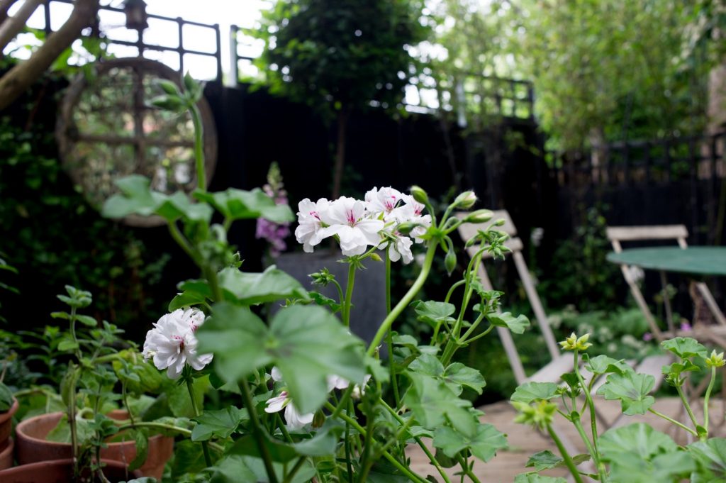 Jilayne Rickards Cornwall Garden Designer