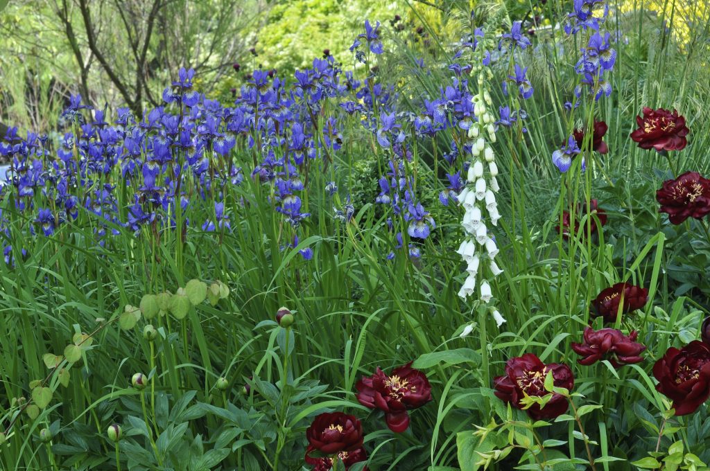 Jilayne Rickards Cornwall Garden Designer