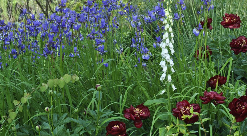 Jilayne Rickards Cornwall Garden Designer
