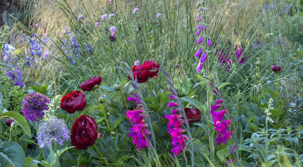 Jilayne Rickards Cornwall Garden Designer