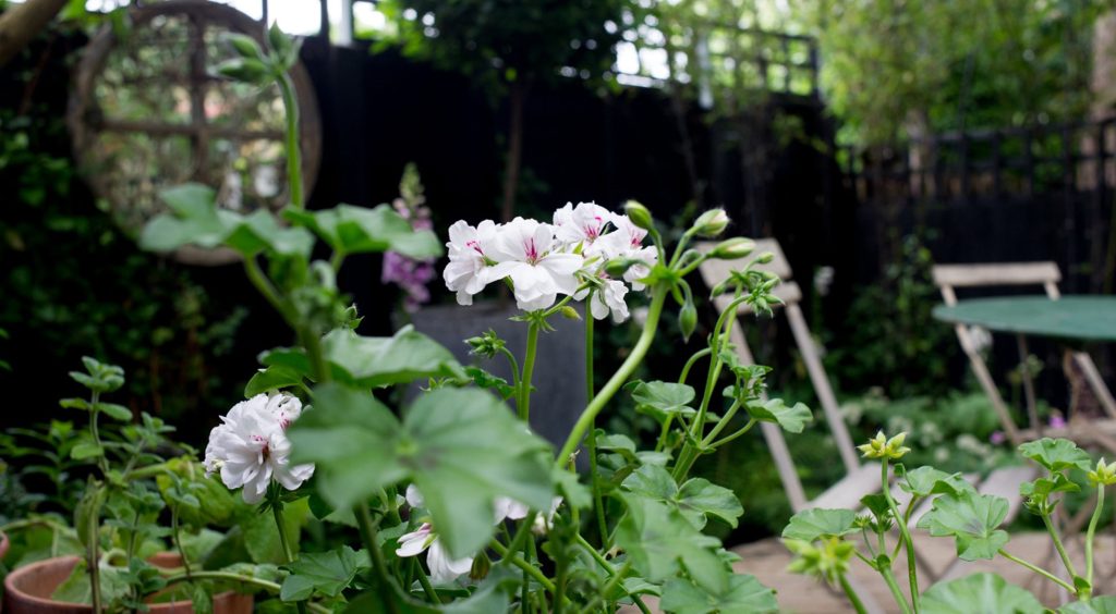 Jilayne Rickards Cornwall Garden Designer